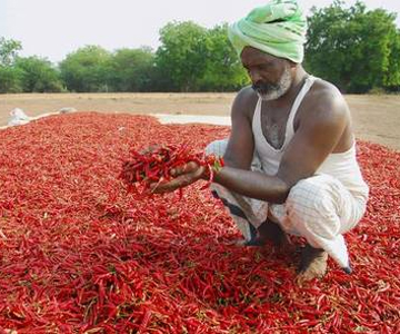 Chilli farmers in Andhra Pradesh