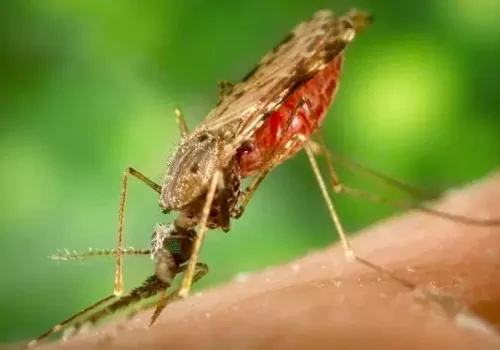 awareness of malaria