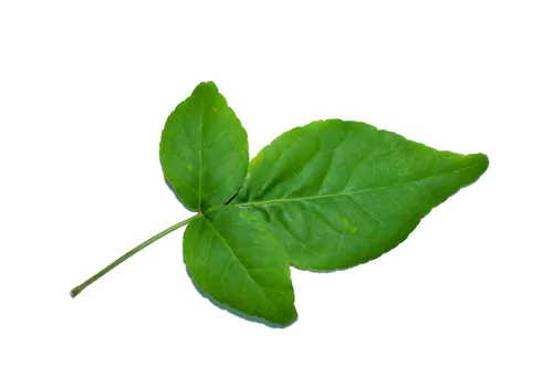 Bilva Patram benefits