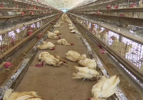 birdflu in telugu states