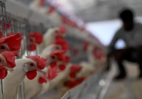 doctors caution to chicken fonders