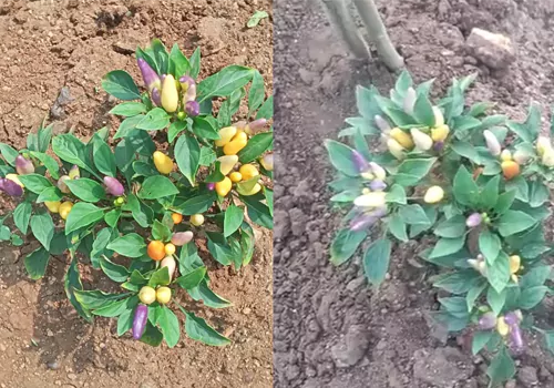 brinjala and tomotos for chilli plant