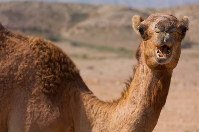 Camel Kills Owner