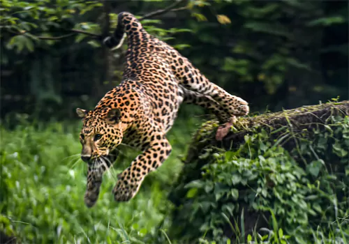 Leopard tiger migration in Annamaya district