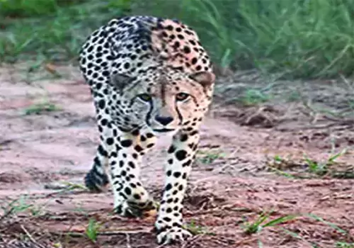 another chita ran away