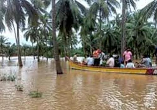 floods broughy huge loss to konaseema coconut