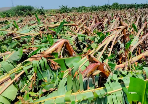 పెనుగాలుల బీభత్సం.. వెయ్యి ఎకరాల్లో పంటనష్టం