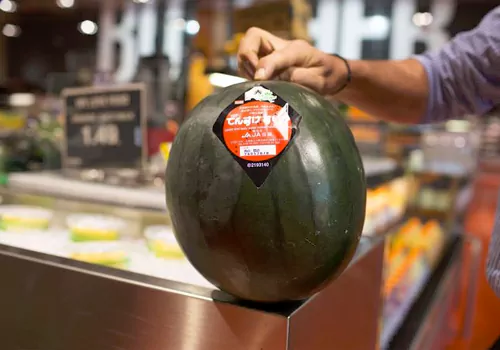 costly densuke watermelon