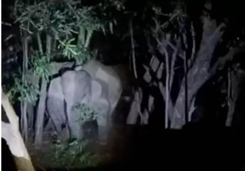 elephants on tirumala ghat road