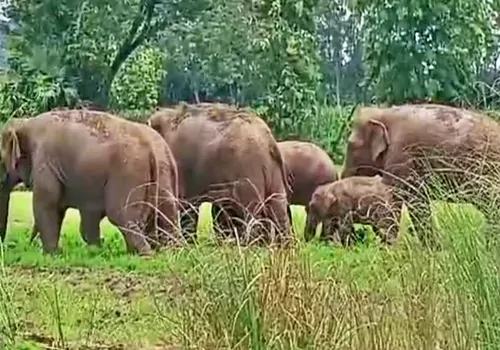 elephants attack fielde in chittoor district