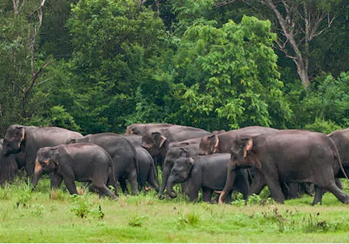 rtgs services to alert on elephants attacx