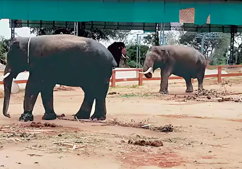 ఏపీలో ఏనుగులకూ ఆధార్!