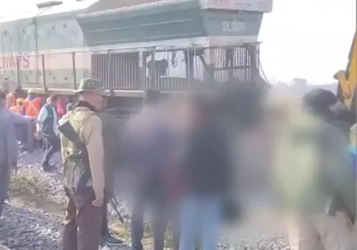 eight elephants died