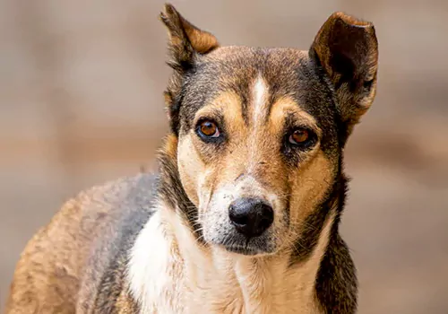 four tear kid died in stray dog attack