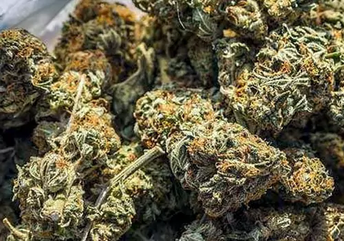 ganjai seized and smuggler arrested