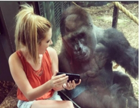 america Zoo gorilla watch videos