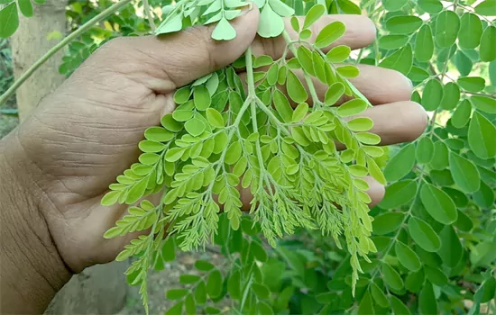 health benefits of moringa leaves