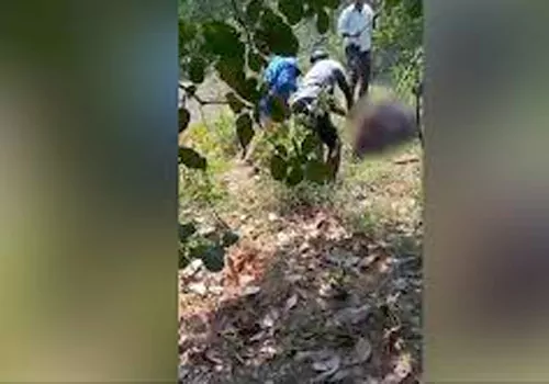 Two laborers died in the attack of bees and the condition of three others is critical