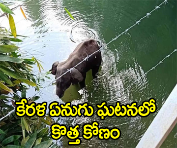 Kerala elephant death might be an accident