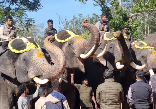 do you know the speciality of kunki elephants