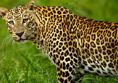 panther in mahabubnagar