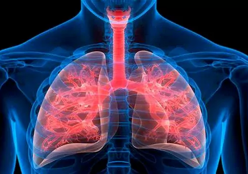 herbs for healthy lungs