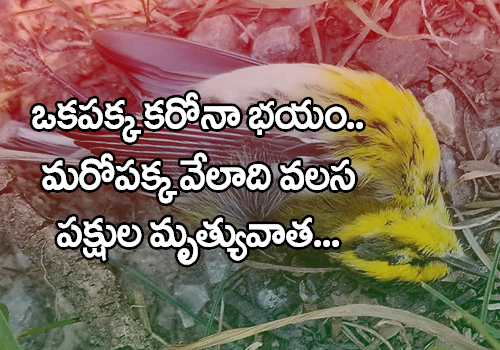 Mass deaths of migratory birds reported in New Mexico