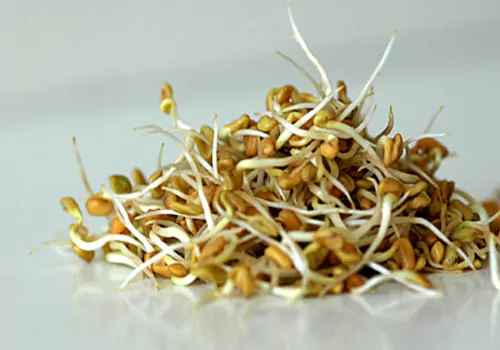 Health benefits of soaked fenugreek seeds