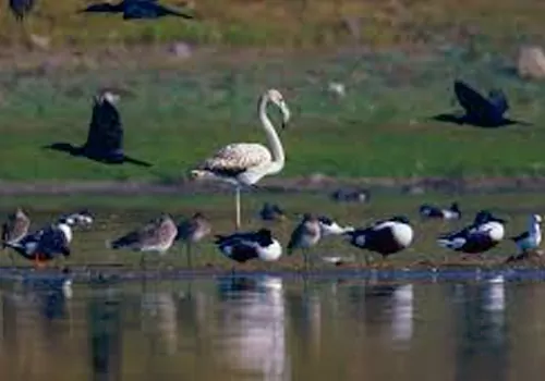 pollution became a curse to migratory birds