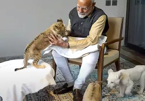 modi feeds cubs in vantara wild life center