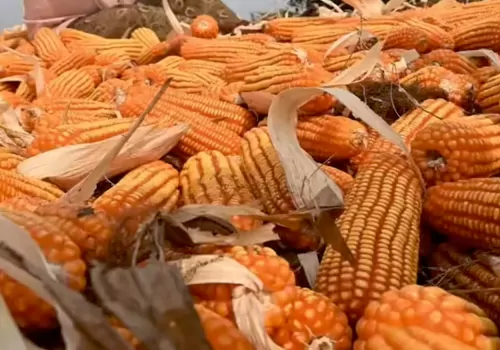 రైత‌న్న‌కు ఎంతకష్టం.. ఎంతకష్టం!? 