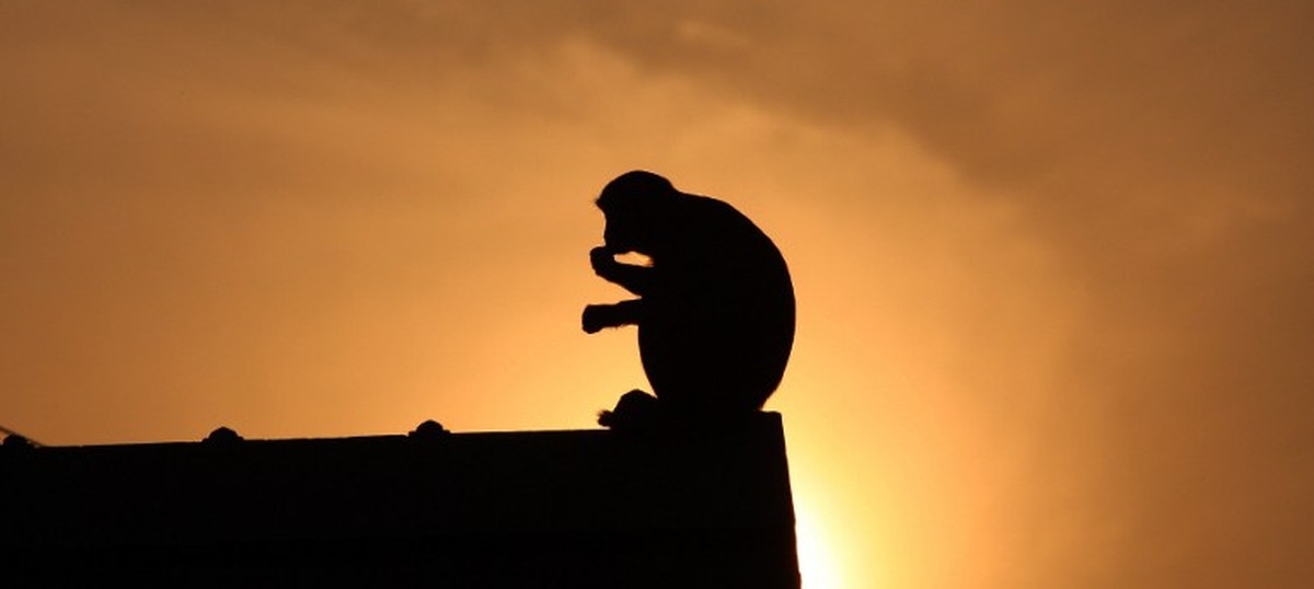 Monkey causes national power cut