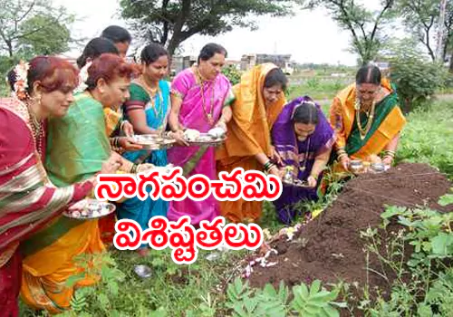 Information about History of Naga Panchami.Naga Panchami is a famous Hindu festival, celebrated in the honor of snakes