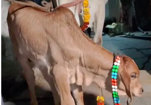 naming ceremony for the calf