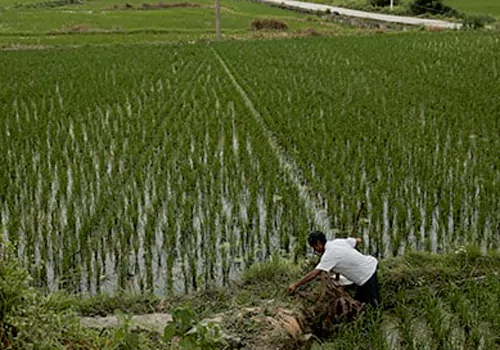 rice trade frozen in asia