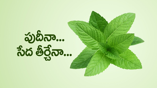 Health Benefits of Mint