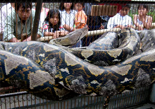 villagers found dead body in python