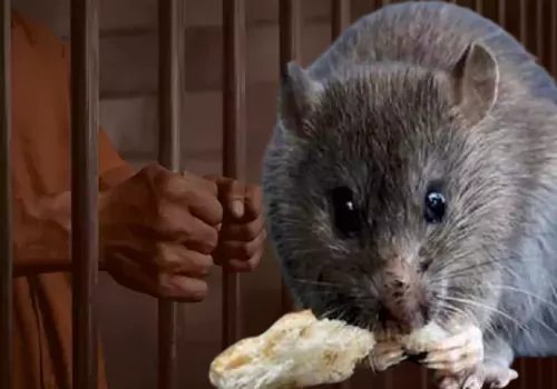 man taken to custody for killing rat