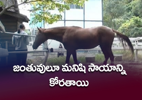 relationship between humans and animals