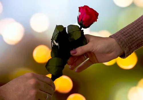 Valentine Day Rose day
