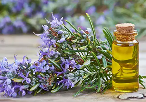 జుట్టు వేగంగా పెరగడానికి సహాయపడే మూలికలు ఇవే..!