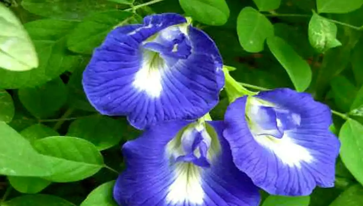 వేసవి కాలంలోనూ శంఖు పువ్వులు బాగా పూయాలంటే.. ఈ టిప్స్ ఫాలో అయిపోండి..!