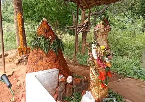 snake bites on tounge result of superstition