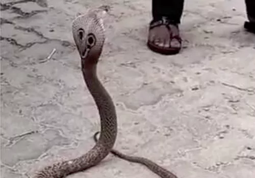 snake halchal in tirumala