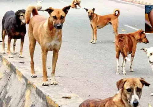 stray dogs attack on foriegn coach