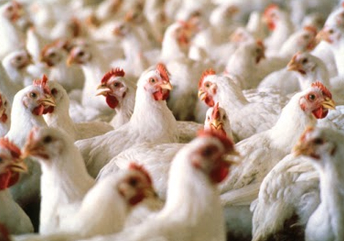 egg and chicken prices hike