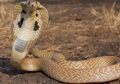 tamilnadu man eating snake for covid fear