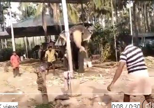 lephant playing cricket