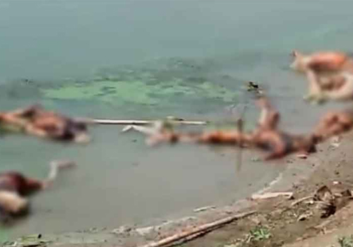 covid dead bodies in ganga river