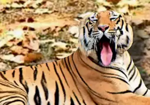 A big tiger shaking the Telugu states
